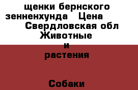 щенки бернского зенненхунда › Цена ­ 35 000 - Свердловская обл. Животные и растения » Собаки   